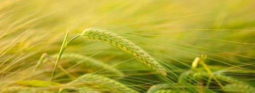 Аграрный маркетплейс Glendeal: новые инструменты для торговли зерном