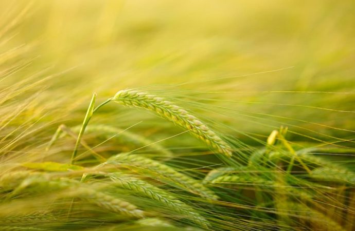 Аграрный маркетплейс Glendeal: новые инструменты для торговли зерном