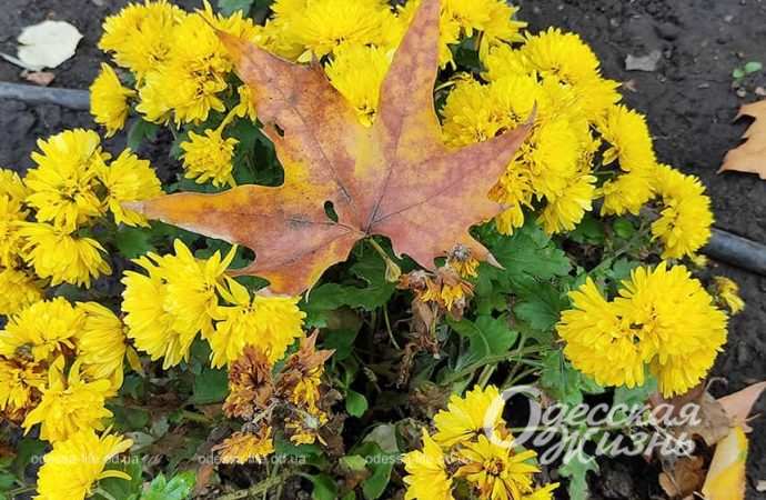 Парк Горького