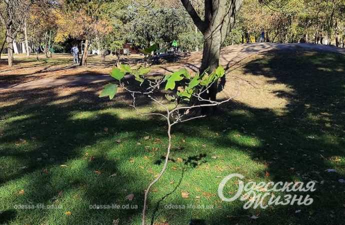 Парк Горького