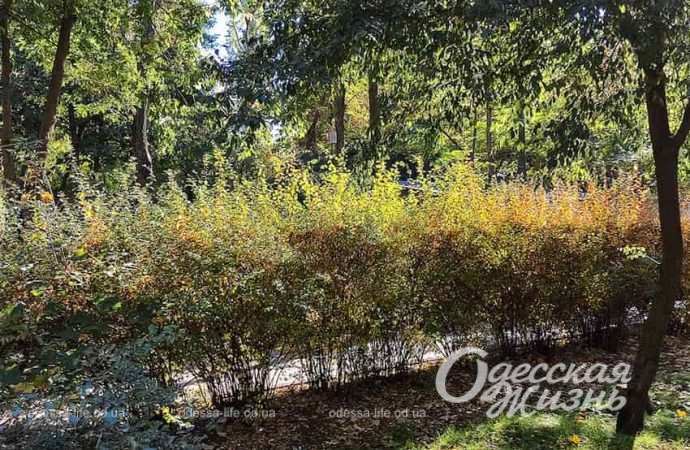 Парк Горького