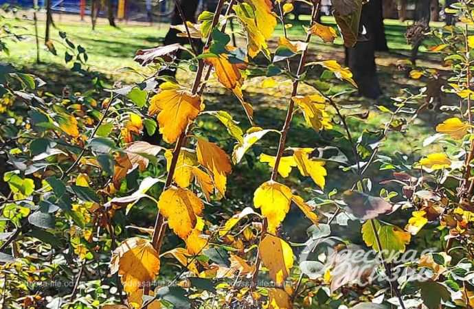 Парк Горького