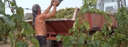 Виноградная катастрофа: из-за чего паникуют виноградари Одесщины