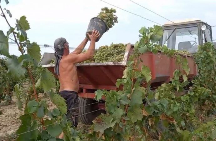 Виноградна катастрофа: через що панікують виноградарі Одещини
