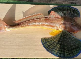 В сітки одеських рибалок потрапила рідкісна риба із крилами (фото)