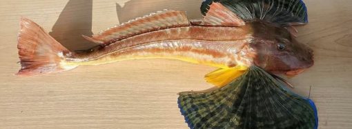 В сітки одеських рибалок потрапила рідкісна риба із крилами (фото)