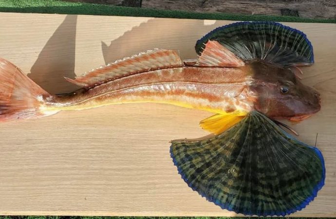 В сети одесских рыбаков попала редкая рыба с крыльями (фото)