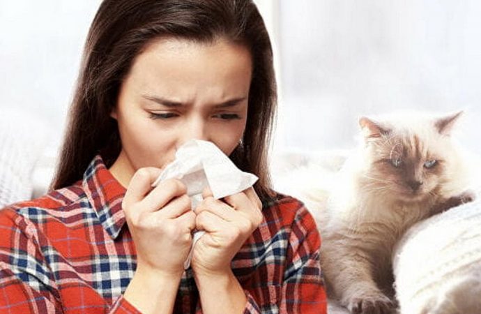 симптомы аллергии на кошек