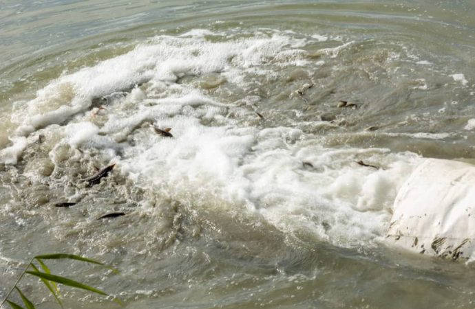 У Дунаї вирощують риб, які після підриву Каховської ГЕС можуть зникнути