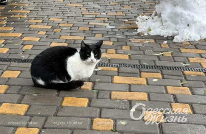 Зиомва казка. Снігопад