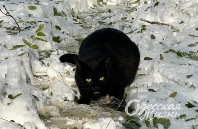 Зиомва казка. Снігопад