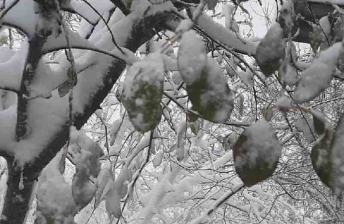 Арциз в снегу, 26 ноября 2023