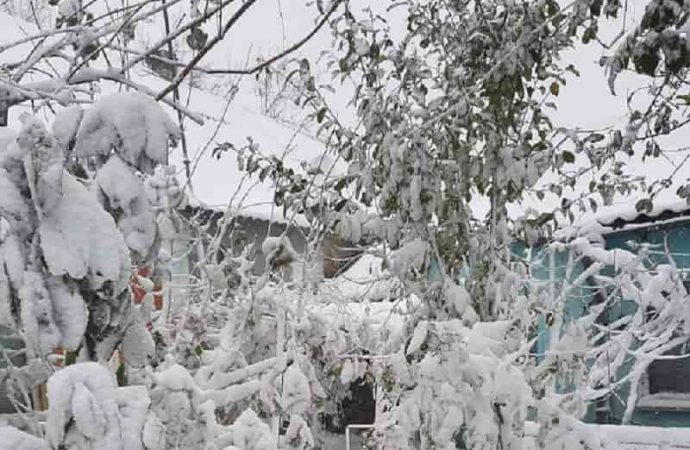 Арциз в снегу, 26 ноября 2023-2