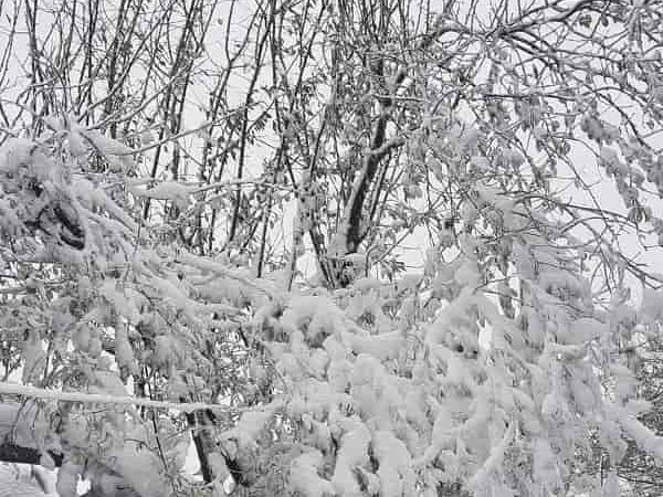 Арциз в снегу, 26 ноября 2023-4