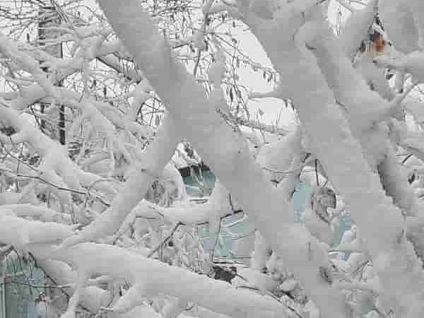 Арциз в снегу, 26 ноября 2023-5