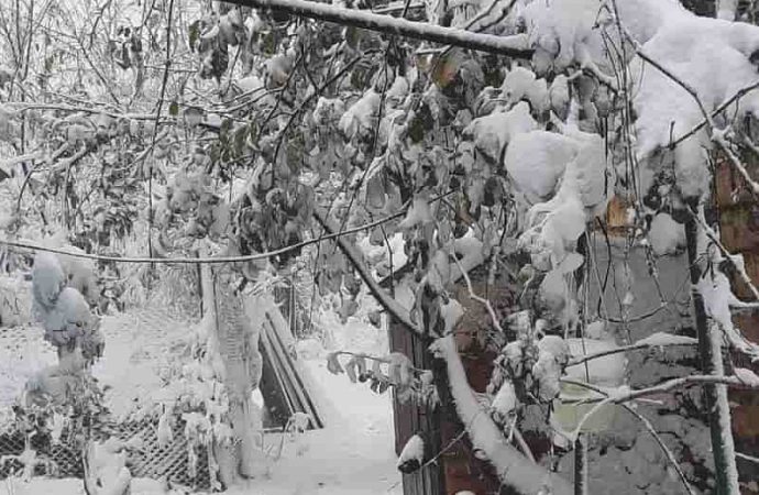 Арциз в снегу, 26 ноября 2023-6