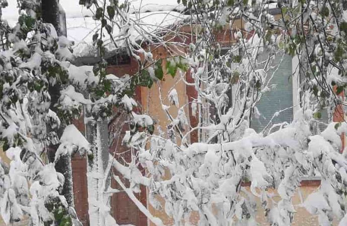 Арциз в снегу, 26 ноября 2023-7