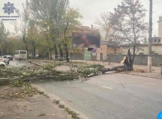 В Одесі негода: на Чорноморське козацтво впало дерево, а трамвай на Котовського скоротив маршрут