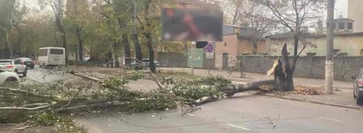 В Одесі негода: на Чорноморське козацтво впало дерево, а трамвай на Котовського скоротив маршрут