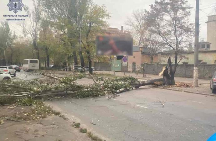 В Одессе непогода: на Черноморского казачества упало дерево, а трамвай на Котовского сократил маршрут