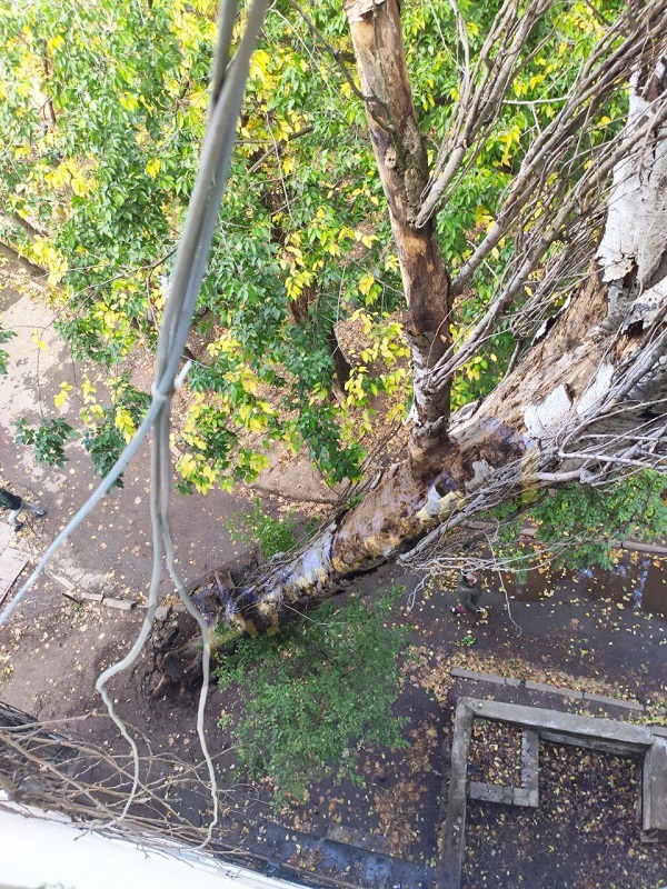 В Одессе дерево упало на пятиэтажку