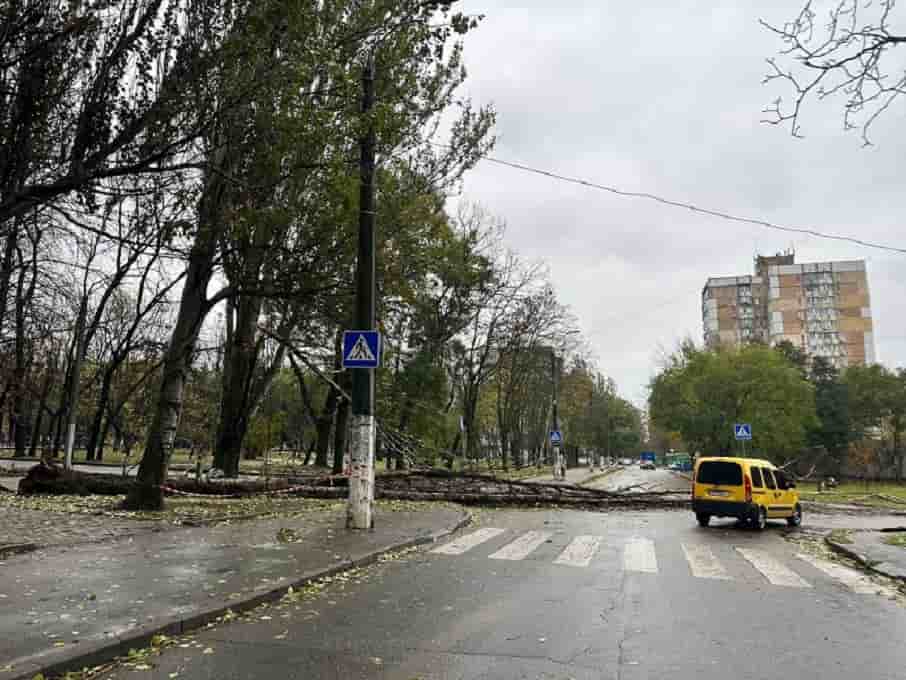 Упало дерево в Одессе