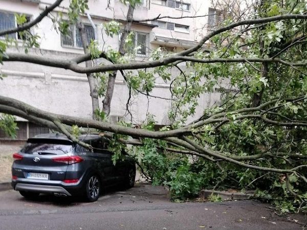 Деревопад в Одессе2