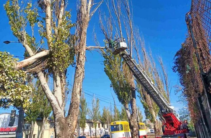 Деревопад в Одессе3