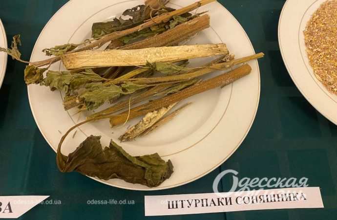 Голодомор. Сущенко