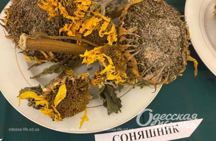 Голодомор. Сущенко