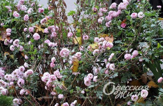 Город после шторма. Котова