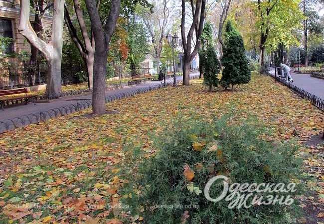 Понеділок листопада після штормових вихідних: гілки, листя, квіти (фоторепортаж)