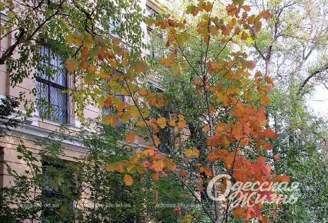 Город после шторма. Котова