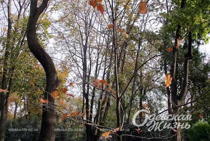 Город после шторма. Котова