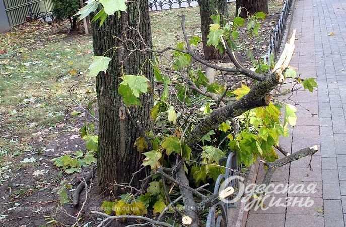 Город после шторма. Котова