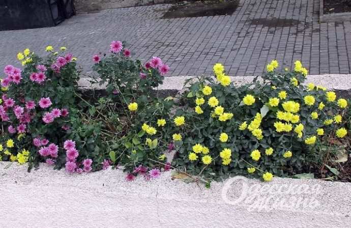 Город после шторма. Котова