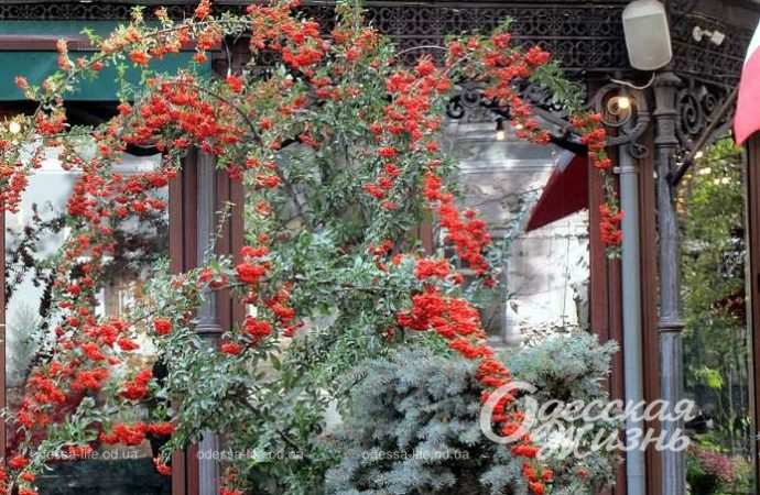 Город после шторма. Котова