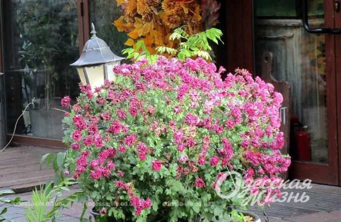 Город после шторма. Котова