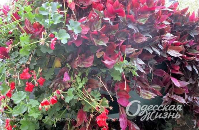 Город после шторма. Котова