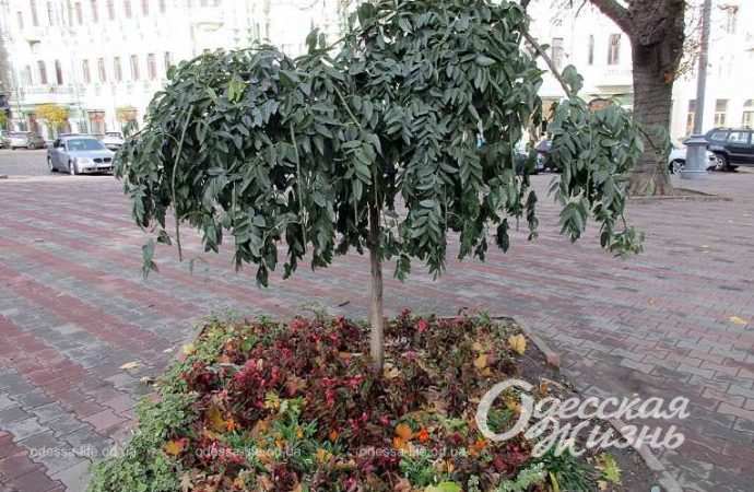 Город после шторма. Котова