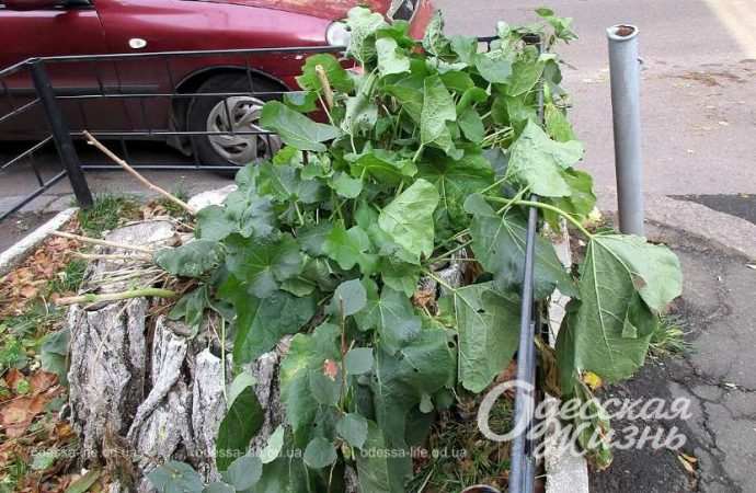 Город после шторма. Котова