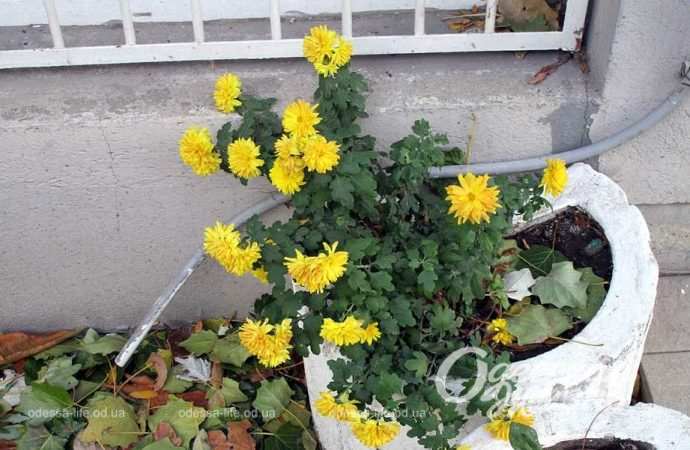 Город после шторма. Котова