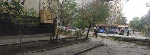 В Одессе штормовой ветер повалил десятки деревьев и оборвал провода (фоторепортаж)