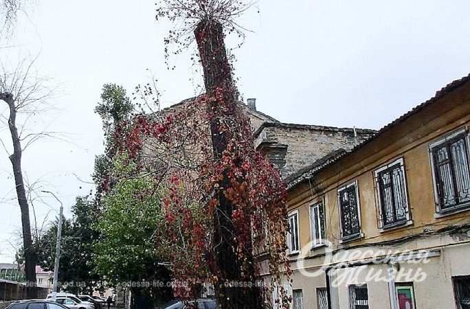 Ноябрь в Одессе, дерево