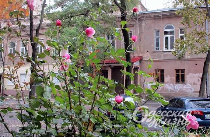 Ноябрь в Одессе12