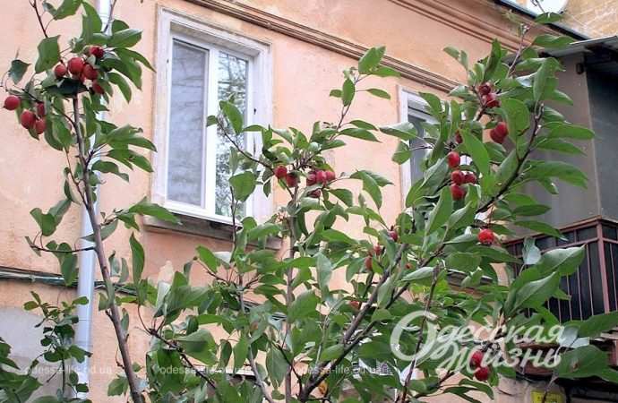 Ноябрь в Одессе14