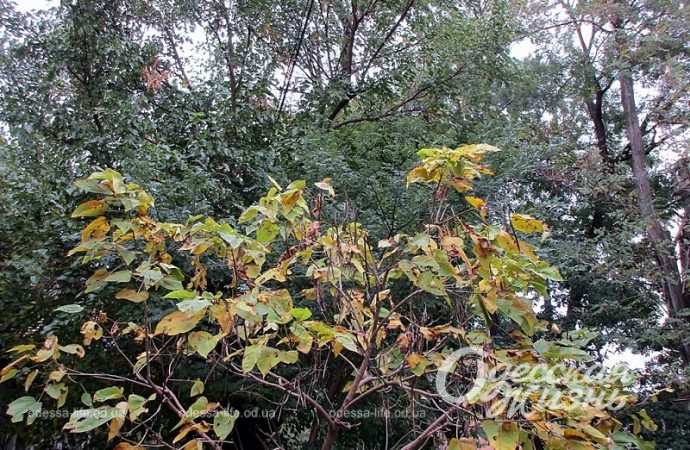 Ноябрь в Одессе18