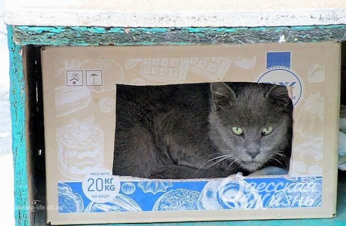 Кощачий домик в Одессе