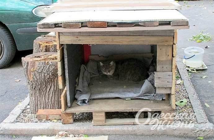 Кощачий домик в Одессе3