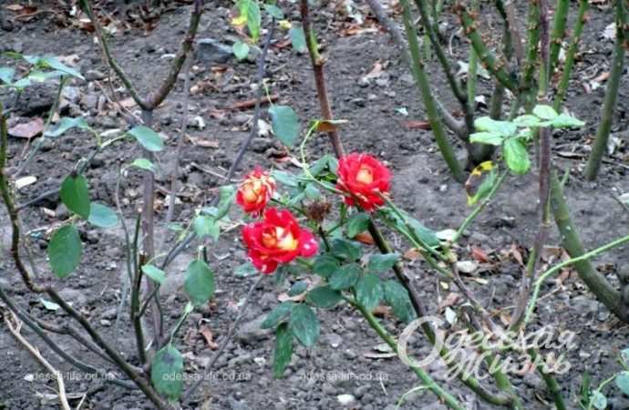 Осень в Одессе. Котова